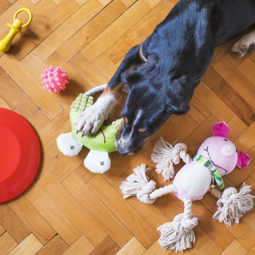 hond met verschillende speeltjes